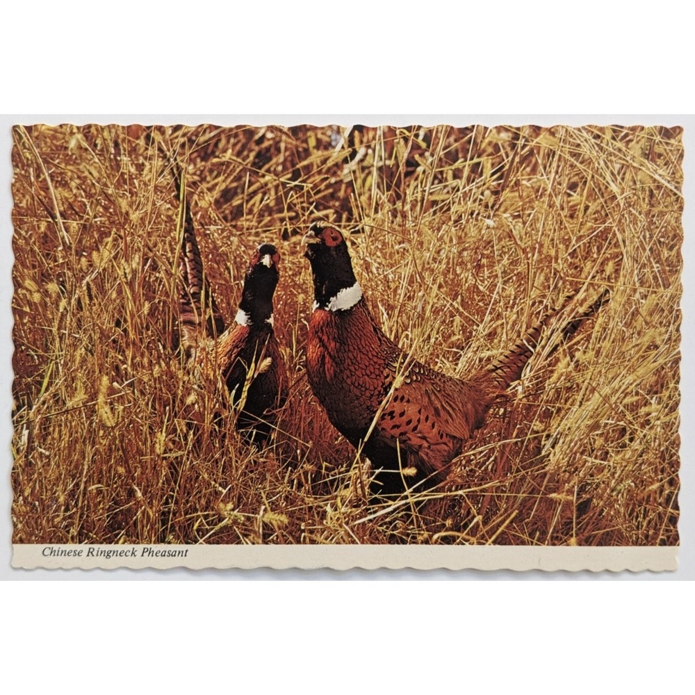 South Dakota‎ SD Chinese Ringneck Pheasant State Bird Nature Wildlife Postcard